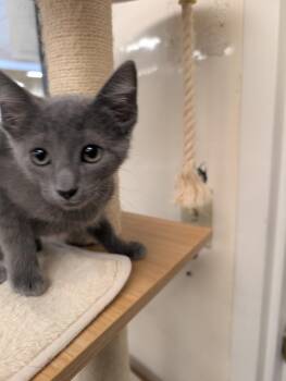 Grey Goose -  Domestic Short Hair Cat for Adoption in San Antonio, Texas - Grey Goose | PetCurious