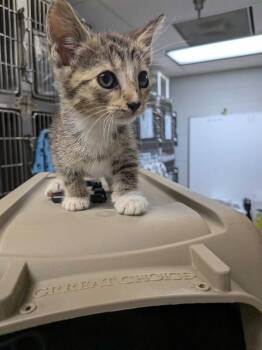 Theodore Roosevelt -  Domestic Short Hair Cat for Adoption in Cincinnati, Ohio - Theodore Roosevelt | PetCurious