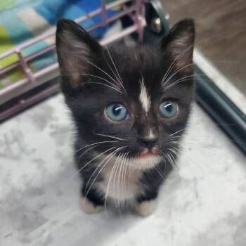 Enchilada -  Domestic Short Hair Cat for Adoption in Westminster, California - Enchilada | PetCurious