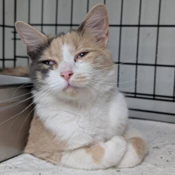 Pixie -  Domestic Short Hair Cat for Adoption in Canton, Illinois - Pixie | PetCurious