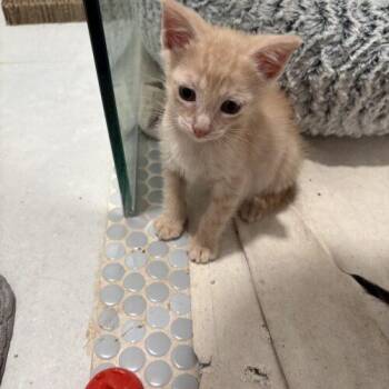 honey -  Domestic Short Hair Cat for Adoption in Tampa, Florida - Honey | PetCurious