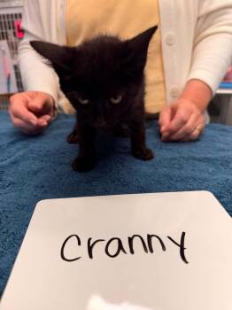 Cranny -  Domestic Short Hair Cat for Adoption in Vancouver, Washington - Cranny | PetCurious