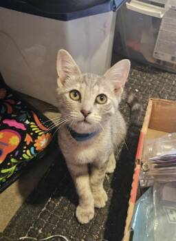 Rescue Domestic Short Hair Cats for Adoption in Fresno, California - Sarah | PetCurious