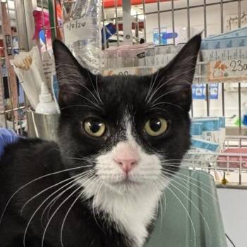 Domestic Short Hair Cats Available for Adoption in New York, New York - Niki | PetCurious