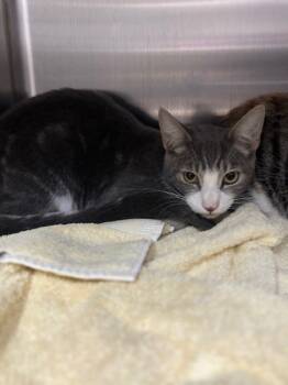 Rescue Domestic Short Hair Cats for Adoption in San Luis Obispo, California - Ross | PetCurious