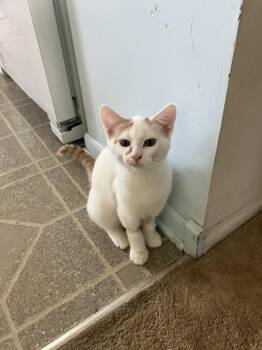 Bilbo (Bonded to Lucky) -  Domestic Short Hair Cat for Adoption in Wheaton, Illinois - Bilbo (Bonded To Lucky) | PetCurious