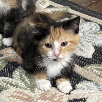 Waffle Fry -  Domestic Short Hair Cat for Adoption in La Grange, Kentucky - Waffle Fry | PetCurious