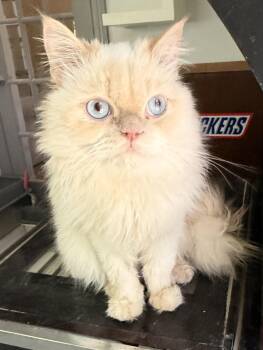 Himalayan Cats Available for Adoption in Woodbridge, Virginia - Fabulous Fiyero- Flame Pt | PetCurious