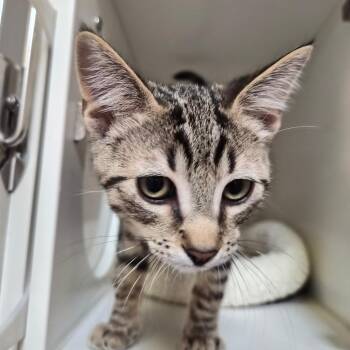 Spiderman -  Domestic Short Hair Cat for Adoption in Riverside, California - Spiderman | PetCurious