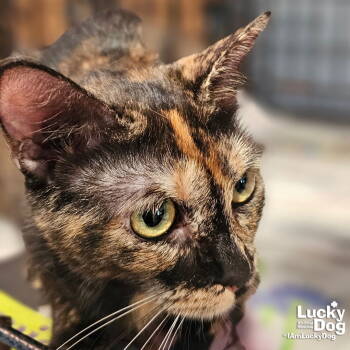 Rescue Domestic Short Hair and Tortoiseshell Cats for Adoption in Washington, District Of Columbia - Mollie | PetCurious