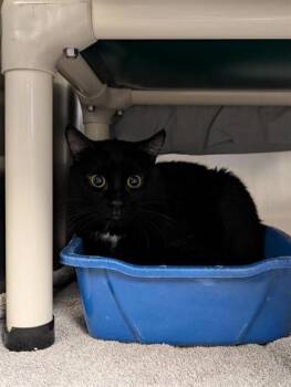 Sombra -  Domestic Short Hair Cat for Adoption in Montreal, Quebec - Sombra | PetCurious