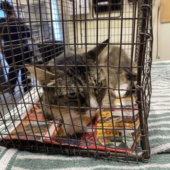 Rescue Domestic Short Hair Cats for Adoption in Modesto, California - A603802 | PetCurious