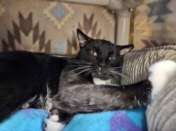 Domestic Short Hair Cats Available for Adoption in Schenectady, New York - Robbie | PetCurious