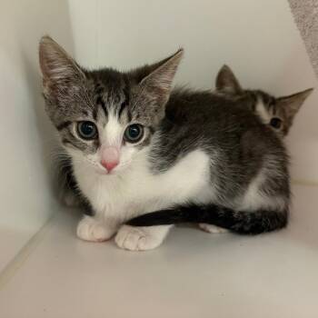 Domestic Short Hair Cats Available for Adoption in Phoenix, Arizona - Marmoset | PetCurious