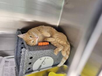 MARSHALL -  Domestic Medium Hair Cat for Adoption in Fairbanks, Alaska - MARSHALL | PetCurious