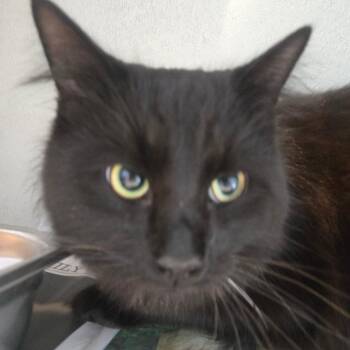 Domestic Long Hair Cats Available for Adoption - Benito | PetCurious