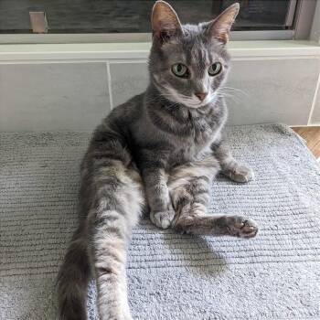 Indy -  Domestic Short Hair Cat for Adoption in Evansville, Indiana - Indy | PetCurious
