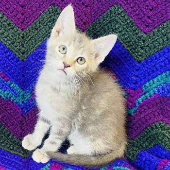 Trefoil -  Domestic Short Hair Cat for Adoption in Mt. Juliet, Tennessee - Trefoil | PetCurious
