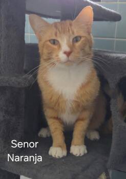 Domestic Long Hair Cats Available for Adoption in Oviedo, Florida - Senor Naranja | PetCurious
