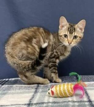Tostito -  Domestic Short Hair Cat for Adoption in Red Wing, Minnesota - Tostito | PetCurious