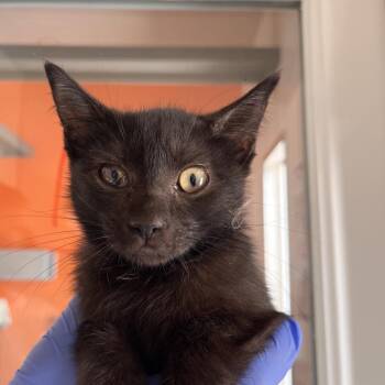 Graham -  Domestic Short Hair Cat for Adoption in Kanab, Utah - Graham | PetCurious