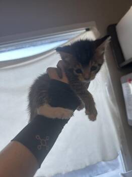 Lola -  Domestic Short Hair Cat for Adoption in Salt Lake City, Utah - Lola | PetCurious