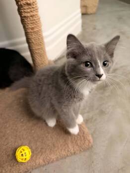 Ramona -  Tuxedo and Domestic Long Hair Cat for Adoption in Cincinnati, Ohio - Ramona | PetCurious