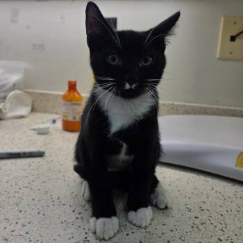 Stu -  Domestic Short Hair Cat for Adoption in Auburn, Alabama - Stu | PetCurious