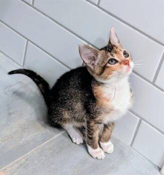 REI -  Domestic Short Hair Cat for Adoption in Colorado Springs, Colorado - REI | PetCurious
