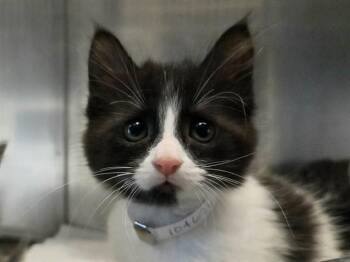 Domestic Short Hair Cats Available for Adoption in Martinez, California - A1046263 | PetCurious