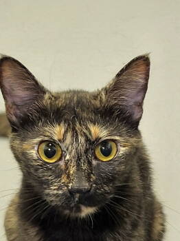 Rescue Domestic Short Hair Cats for Adoption in Ellijay, Georgia - Tofu | PetCurious