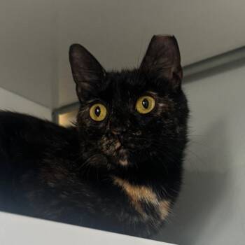 Domestic Short Hair Cats Available for Adoption in Ridgely, Maryland - Marylin | PetCurious