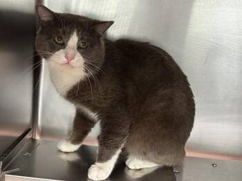 Domestic Short Hair Cats Available for Adoption in Pasadena, Texas - A184242 | PetCurious