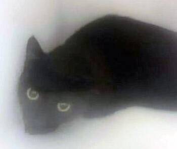 Halle Purry -  Domestic Short Hair Cat for Adoption in Fishers, Indiana - Halle Purry | PetCurious