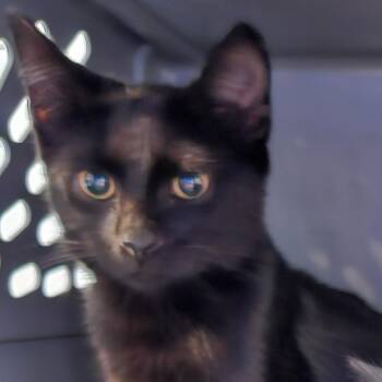 Courtney -  Domestic Short Hair Cat for Adoption in Greensboro, North Carolina - Courtney | PetCurious