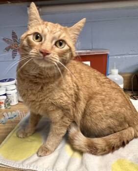 Rescue Domestic Short Hair Cats for Adoption in Lowell, Massachusetts - Max | PetCurious