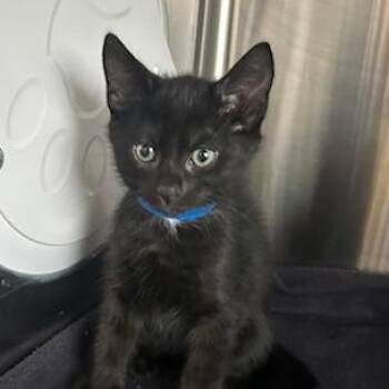 Domestic Short Hair Cats Available for Adoption in Knoxville, Tennessee - Coal | PetCurious