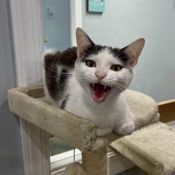 Courtney Love -  Domestic Short Hair Cat for Adoption in Fairmont, West Virginia - Courtney Love | PetCurious