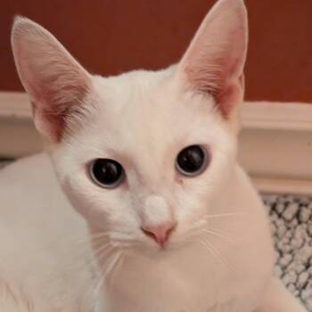 Paloma -  Siamese and Domestic Short Hair Cat for Adoption in San Tan Valley, Arizona - Paloma | PetCurious