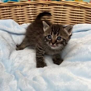 Serena -  Domestic Medium Hair Cat for Adoption in Benld, Illinois - Serena | PetCurious