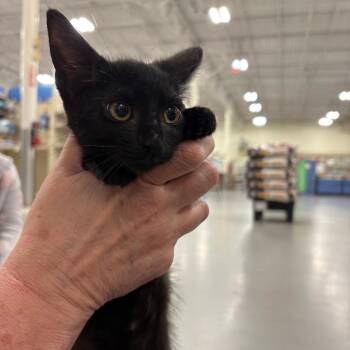 IMON-Stray-2626 -  Domestic Short Hair Cat for Adoption in Tallahassee, Florida - IMON-Stray-2626 | PetCurious