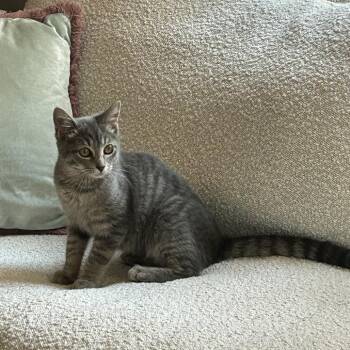 Platy -  Domestic Short Hair Cat for Adoption in Evanston, Illinois - Platy | PetCurious