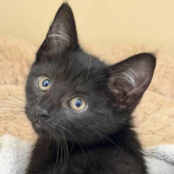 Aisha Tyler -  Domestic Short Hair Cat for Adoption in Cooperstown, New York - Aisha Tyler | PetCurious