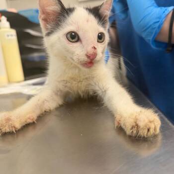 Cheesecake Charlie -  Domestic Short Hair Cat for Adoption in Columbiana, Alabama - Cheesecake Charlie | PetCurious