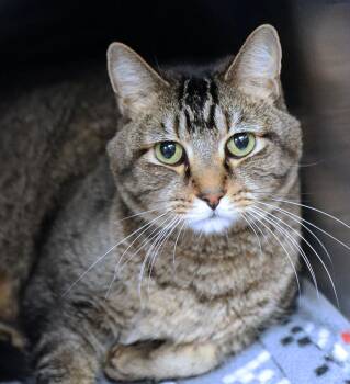 Spanky (AO37709) -  Domestic Short Hair Cat for Adoption in Kansas City, Kansas - Spanky (AO37709) | PetCurious
