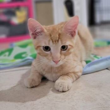 Flame -  Domestic Short Hair Cat for Adoption in Leander, Texas - Flame | PetCurious