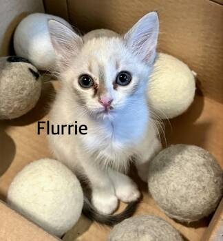 Flurrie -  Siamese and Domestic Short Hair Cat Available for Adoption in Owasso, Oklahoma - Flurrie | PetCurious