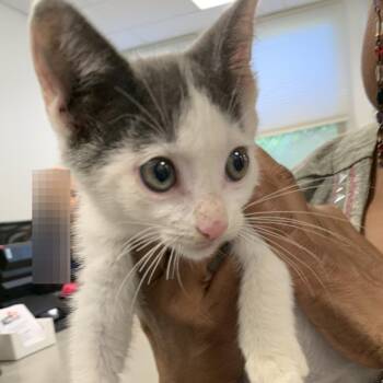 Sprite -  Domestic Short Hair Cat for Adoption in Philadelphia, Pennsylvania - Sprite | PetCurious