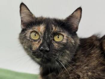 Patty Cake -  Domestic Short Hair Cat for Adoption in Portland, Oregon - Patty Cake | PetCurious