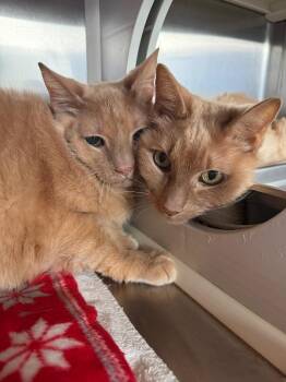 Gouda -  Domestic Short Hair Cat for Adoption in Hyde Park, New York - Gouda | PetCurious